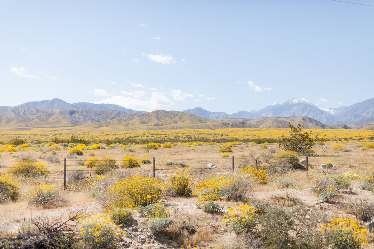 170401_Joshua tree_0014