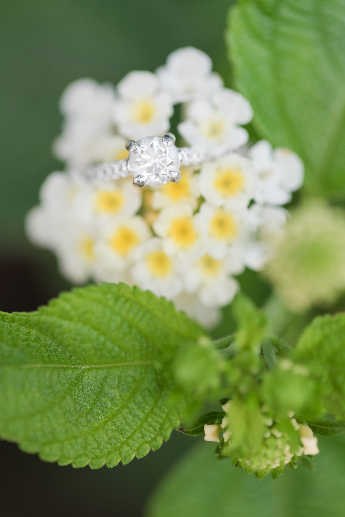 Rachel&MattEngagement-2018-40375