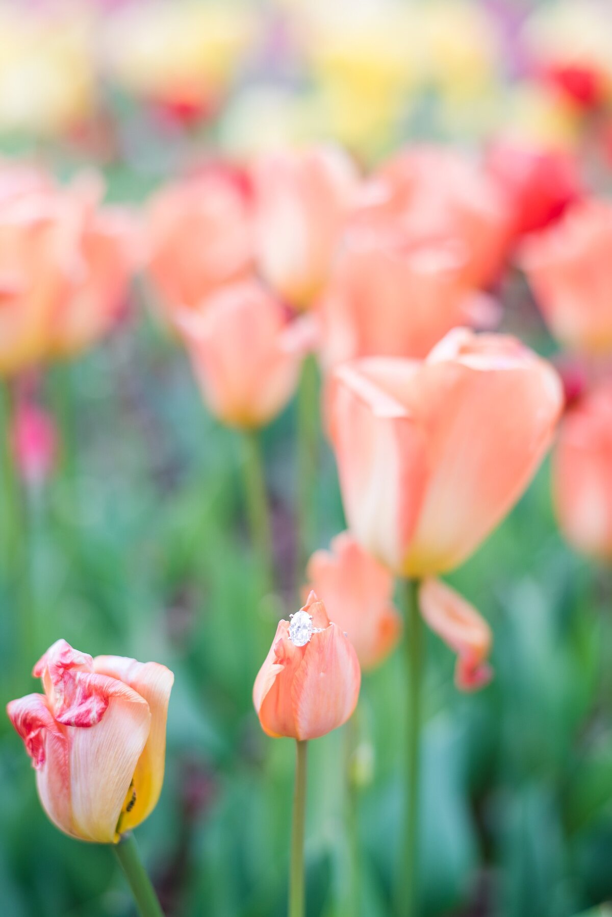 Cheekwood-Gardens-Nashville-Proposal-Photographer+7