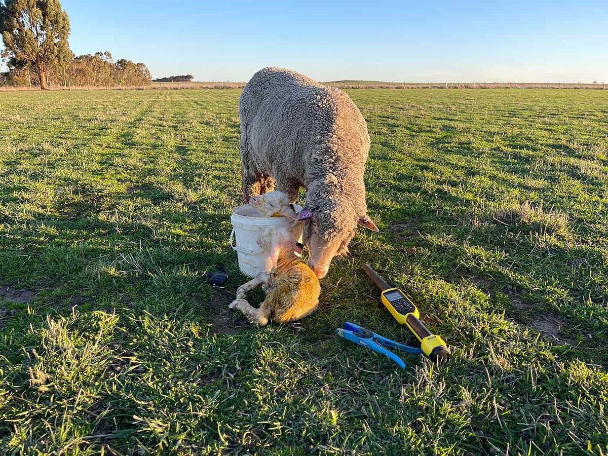 grampians lamb breeding