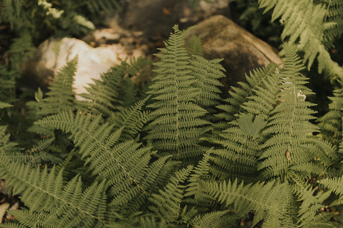 RLP-002_websize
