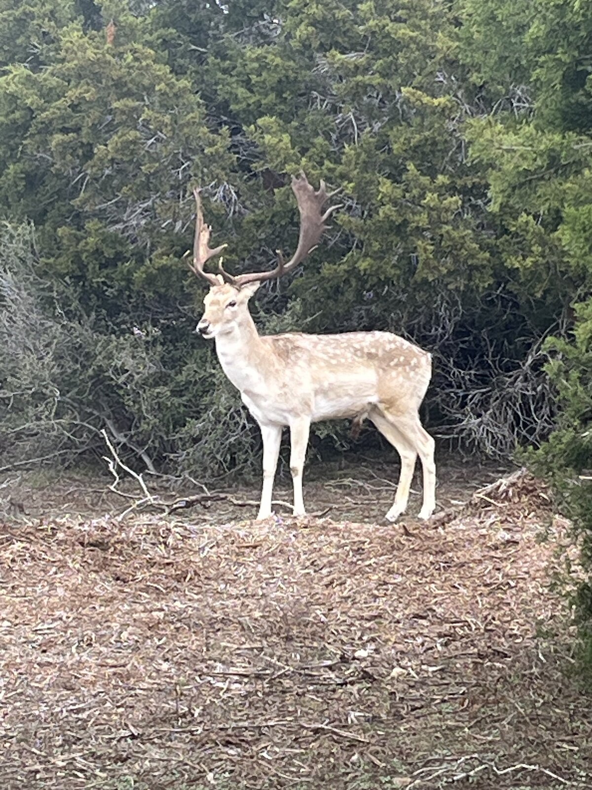 White deer standing outside in Texas Hill Country