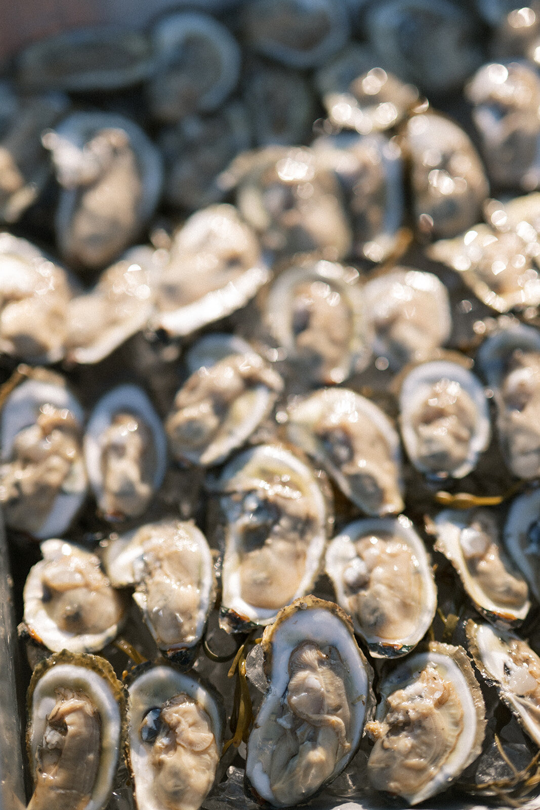 barrett-wedding_moffitphoto720