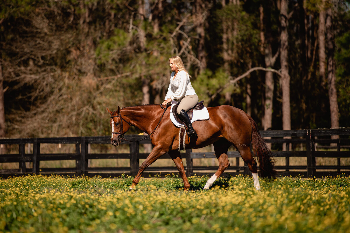Hunter under saddle horse riding through a flower field in Central Florida.