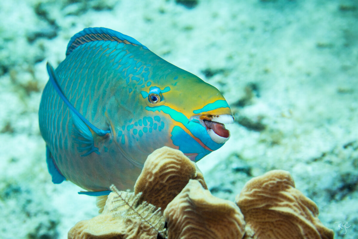 RGEORGE_2019_Roatan2019_5B9A0510_0251
