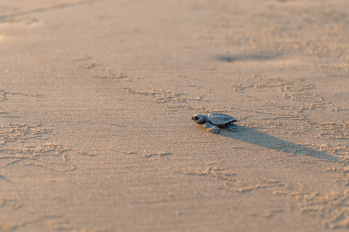 Travel Photography - Troncones turtle release