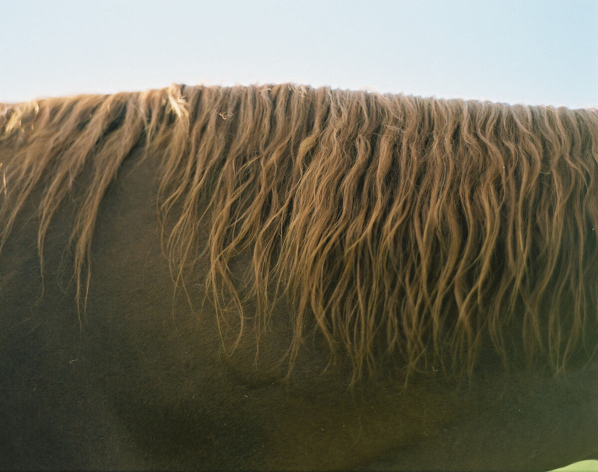 Saratoga-horse-photographer-361