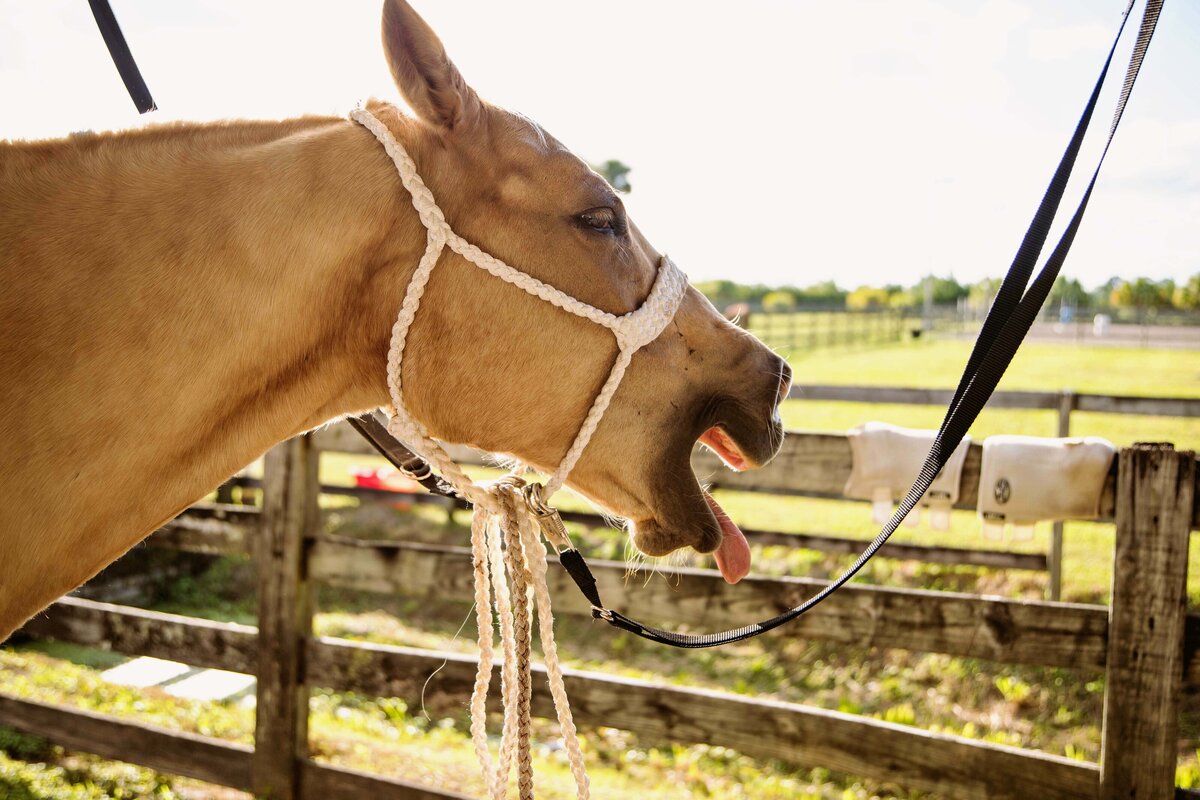 animal photography - lynn dee photography
