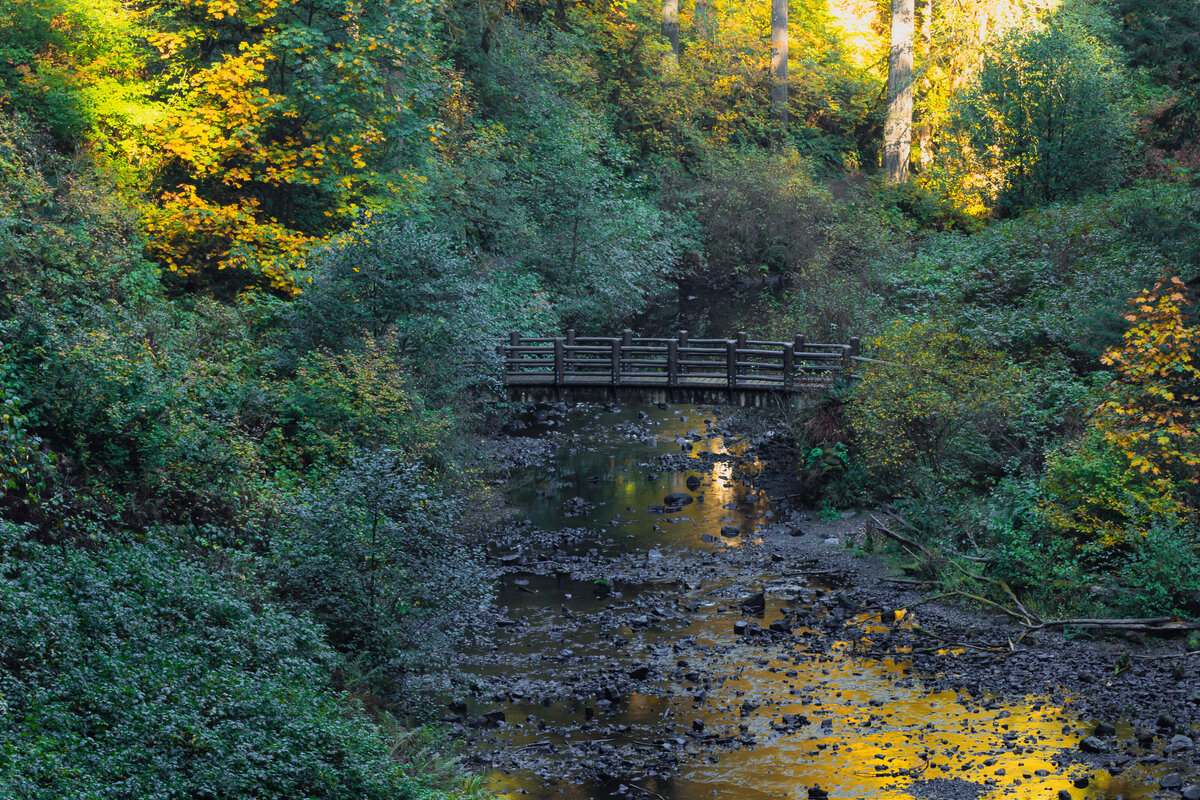 forest_stream_0040