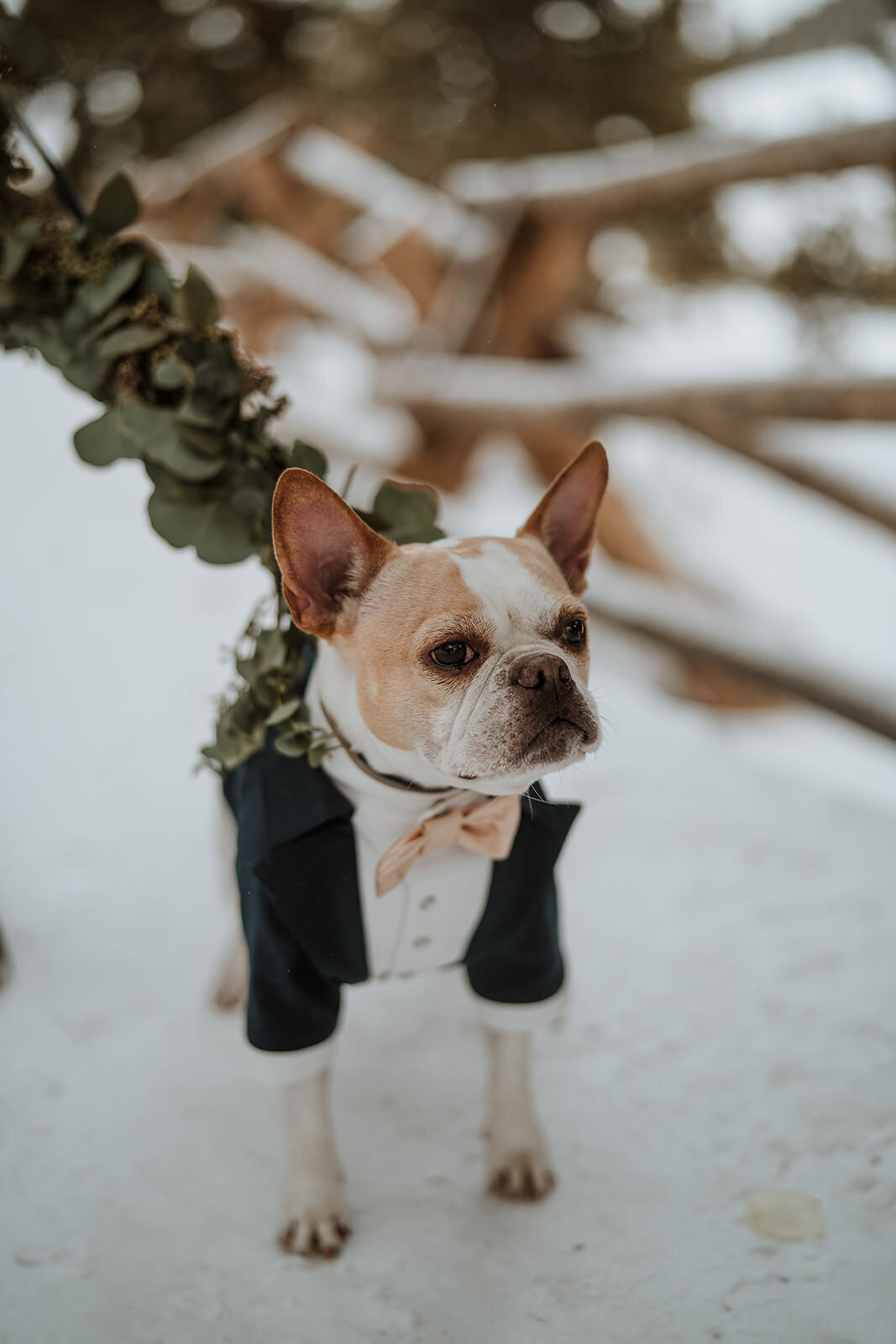 French bulldog in tux and bow tie poses in snow at Sapphire Point winter elopement.