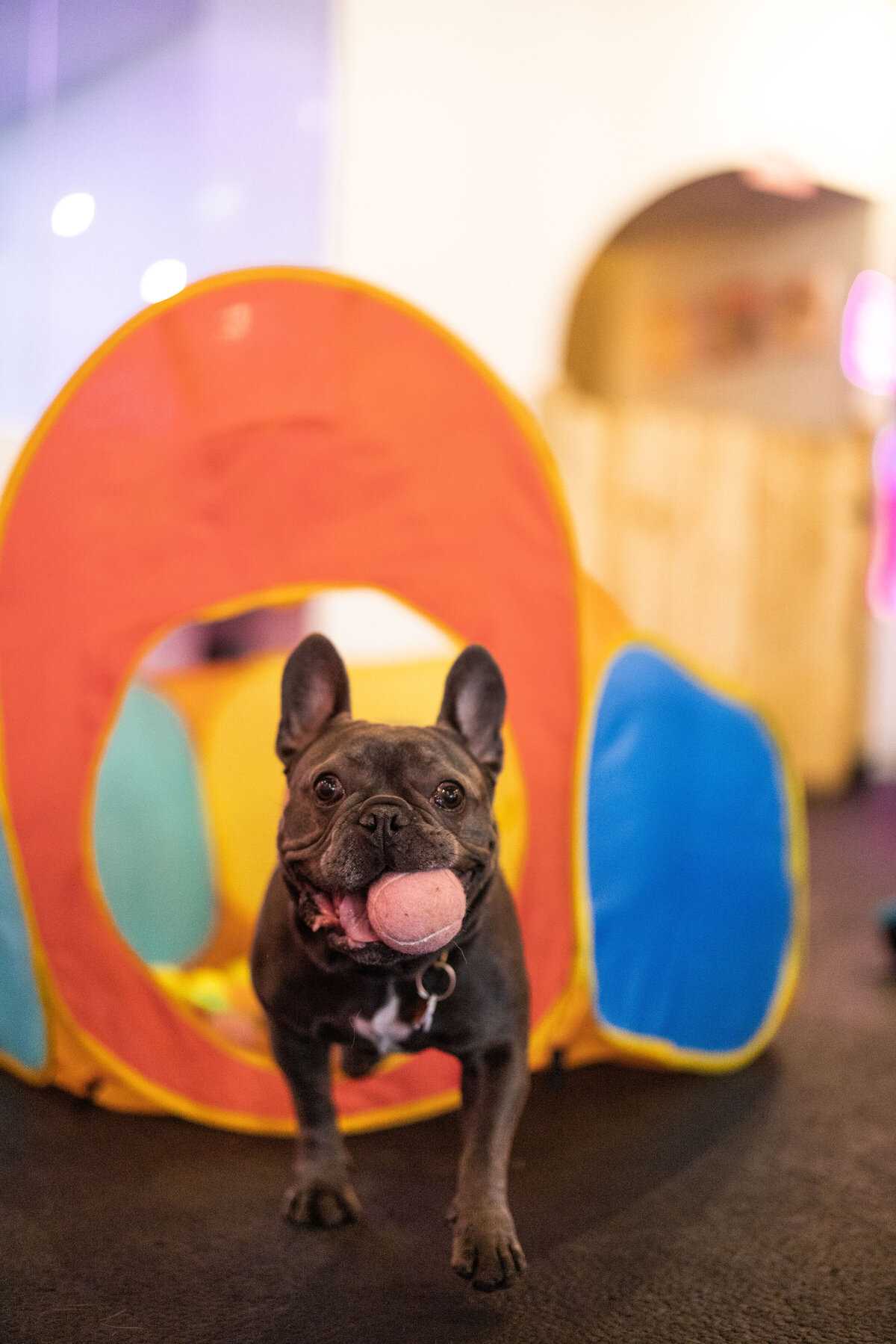 HillFamilyPetCare-114