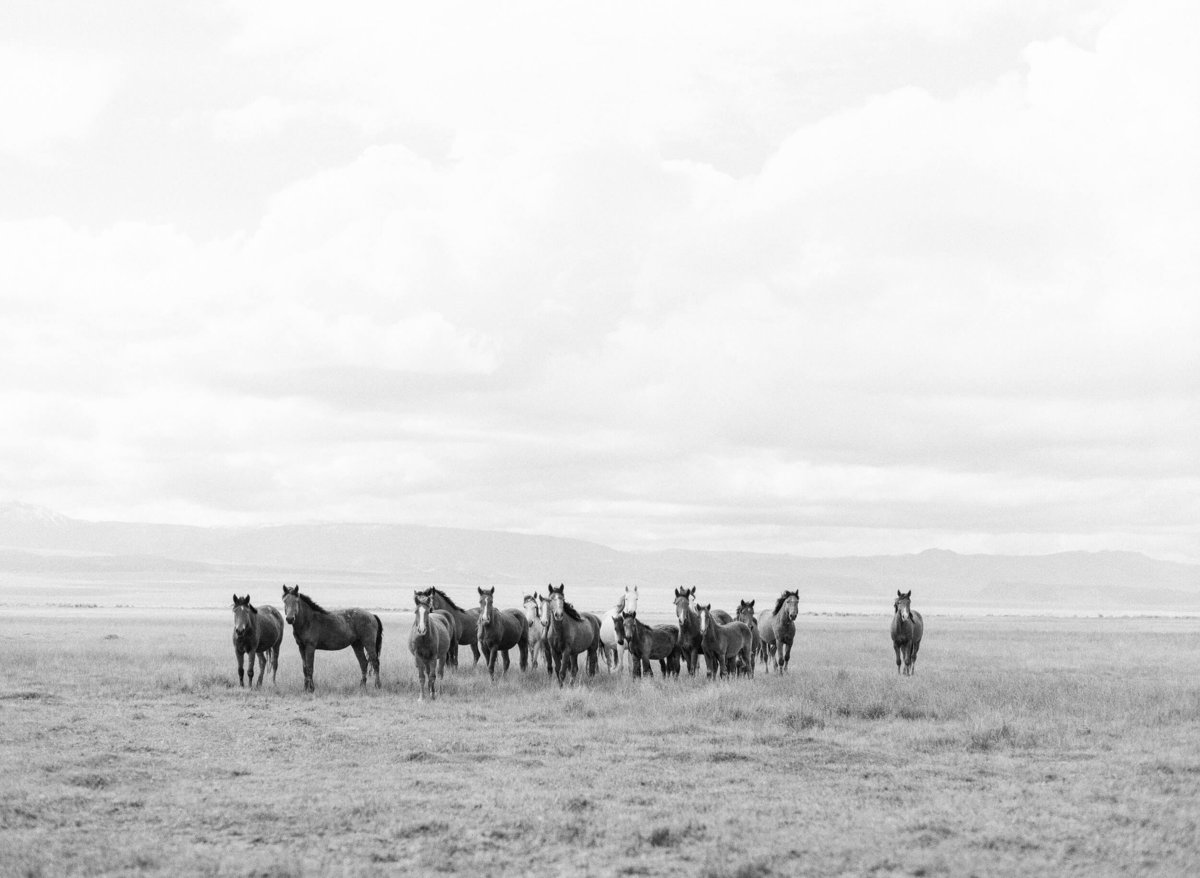 27-KTMerry-wild-horses-black-white