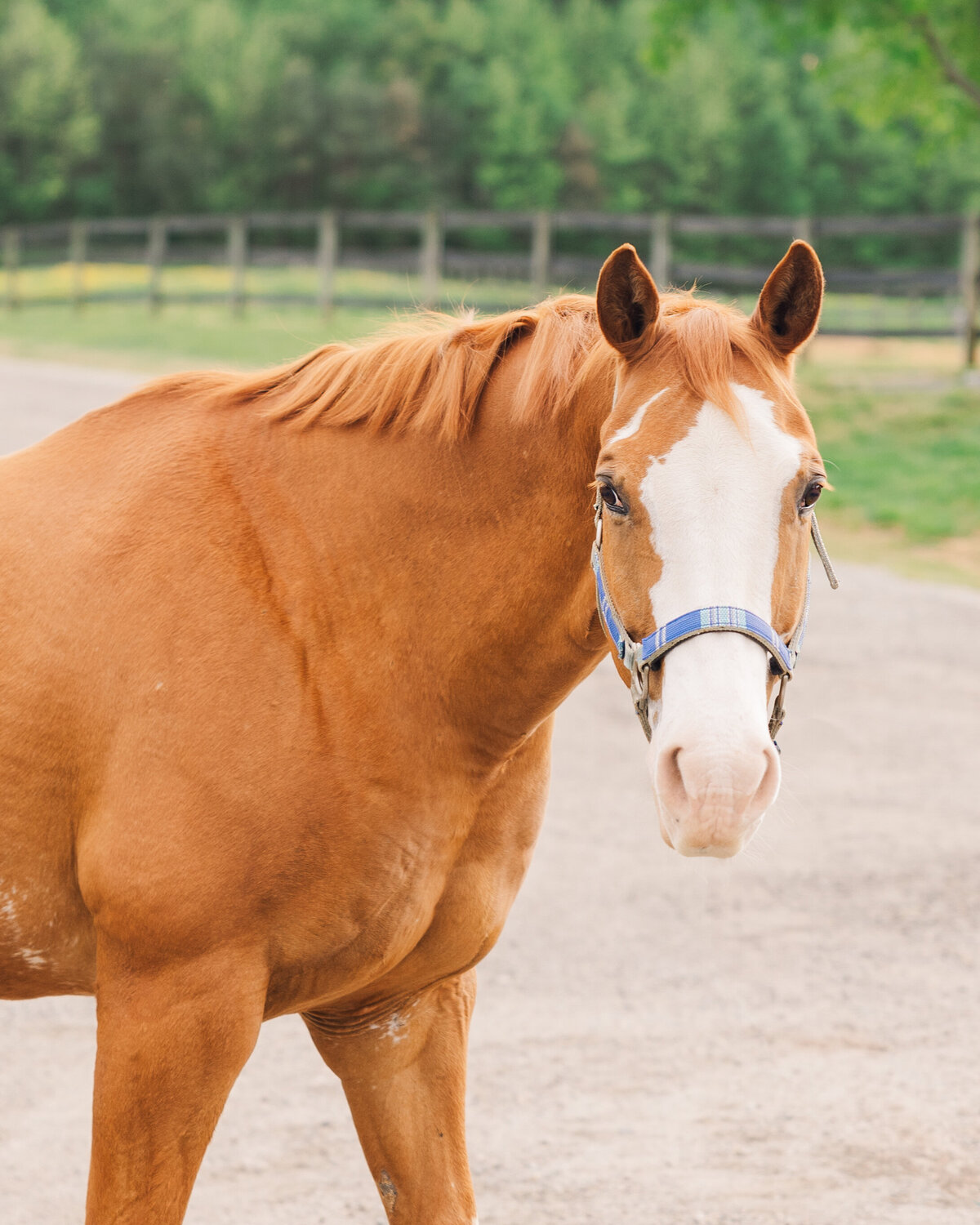 Equine Photographer in Richmond, Virginia