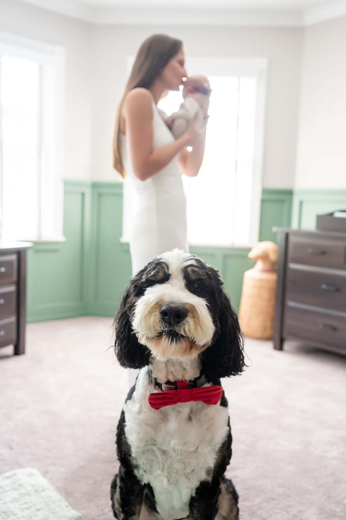 in home newborn picture with dog in southpointe canonsburg area of pittsburgh