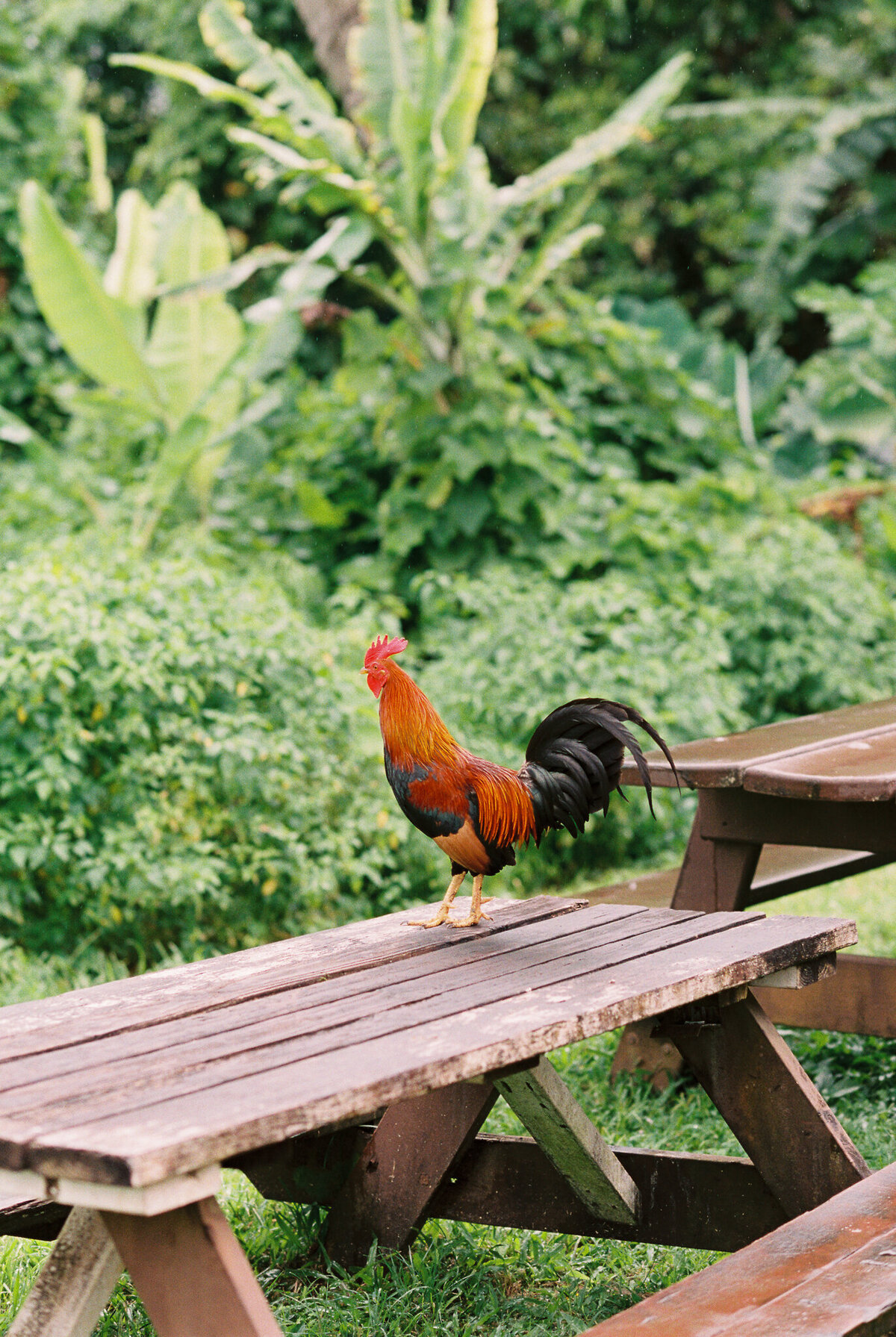 Kauai chicken