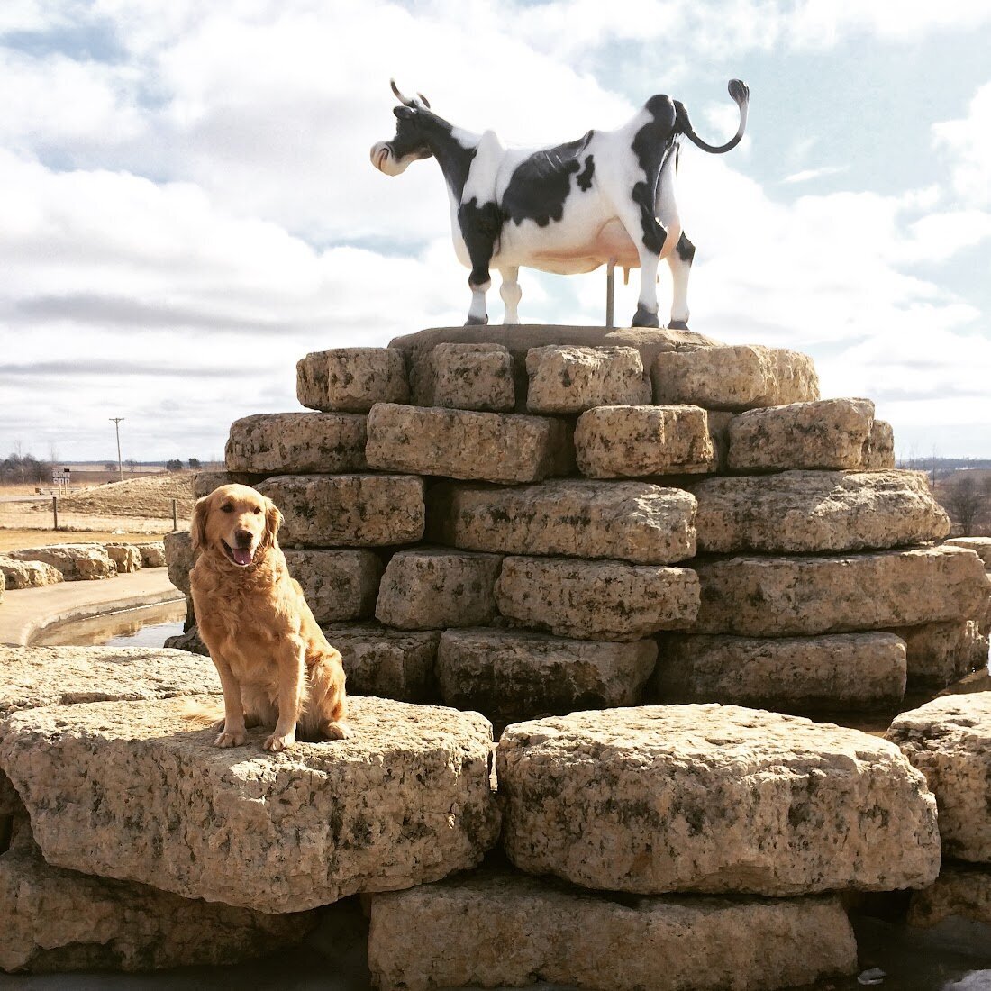 Appelgate-Golden-Retriever-Puppies-Molly-6