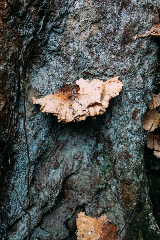 20_mushrooms-min