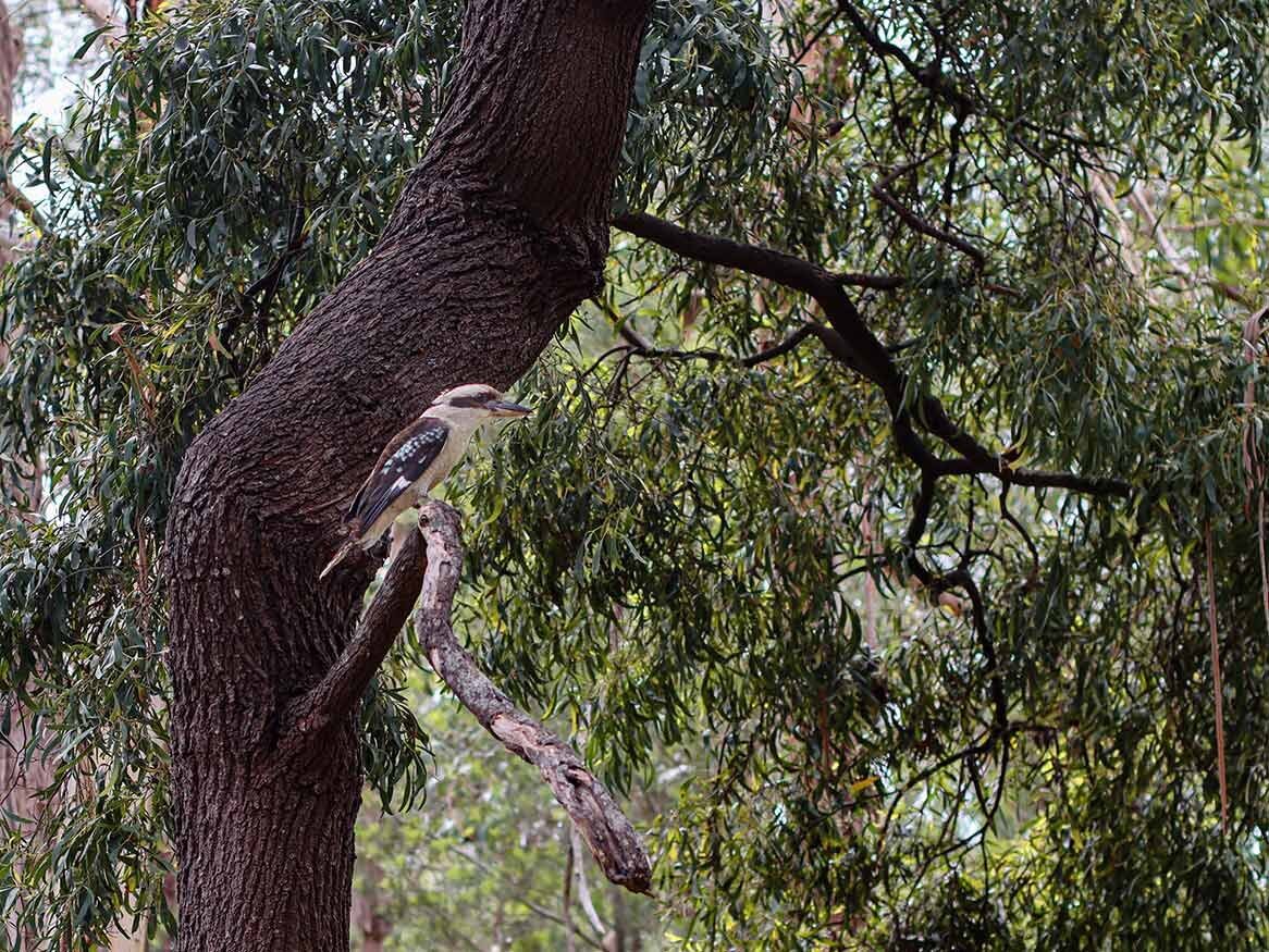 wildlife-halls-gap