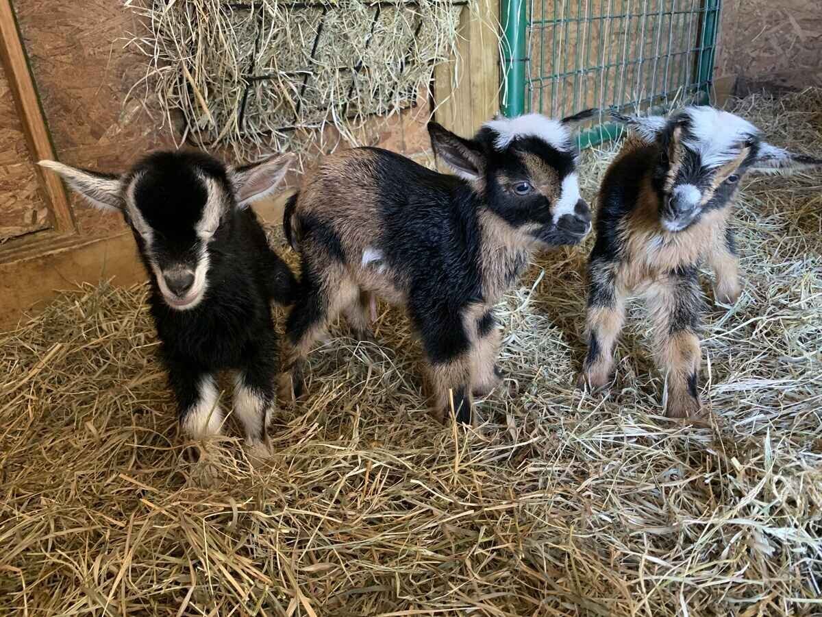 nigerian-dwarf-goat-kids