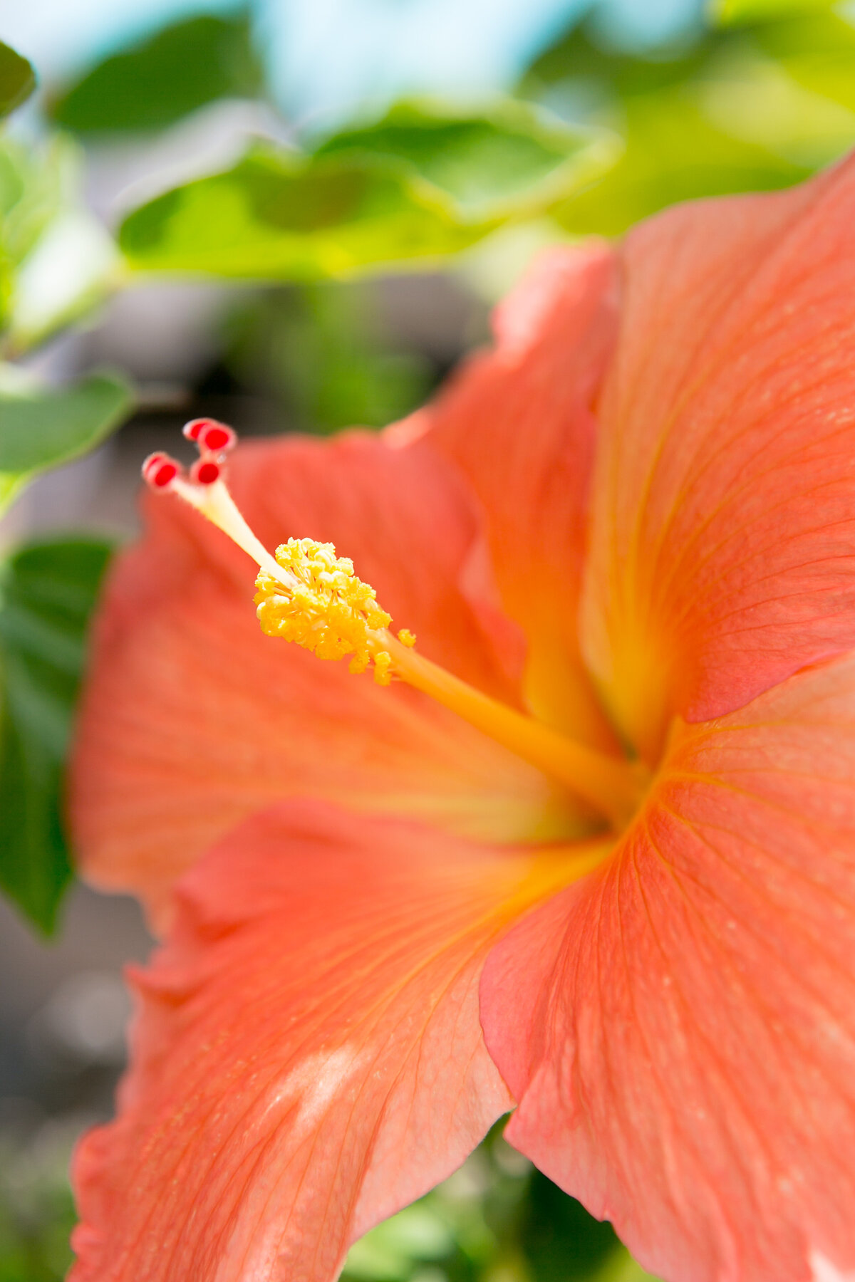 Maui-Hawaii-Honeymoon-028