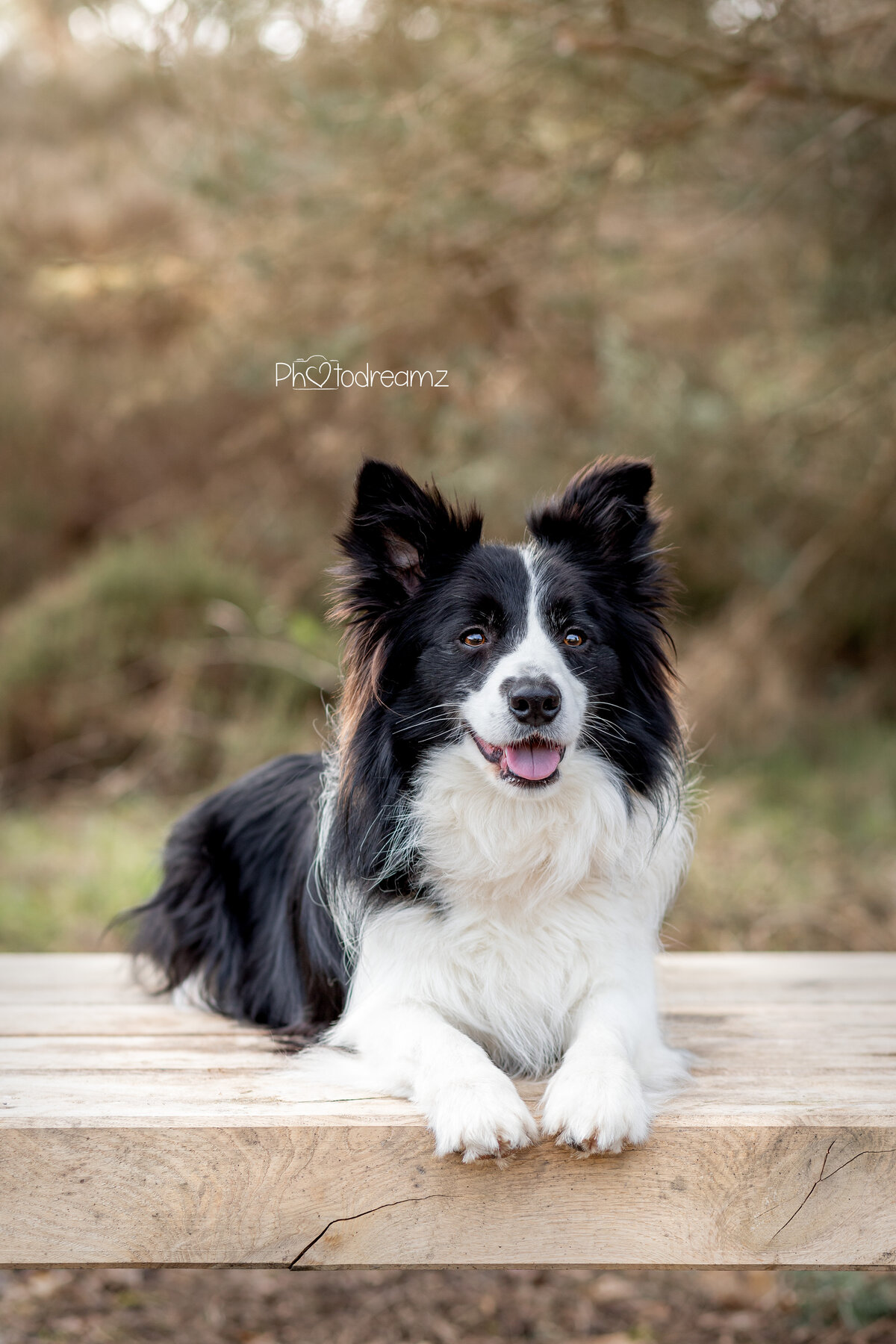 01-bordercollie-fotoshoot-limburg