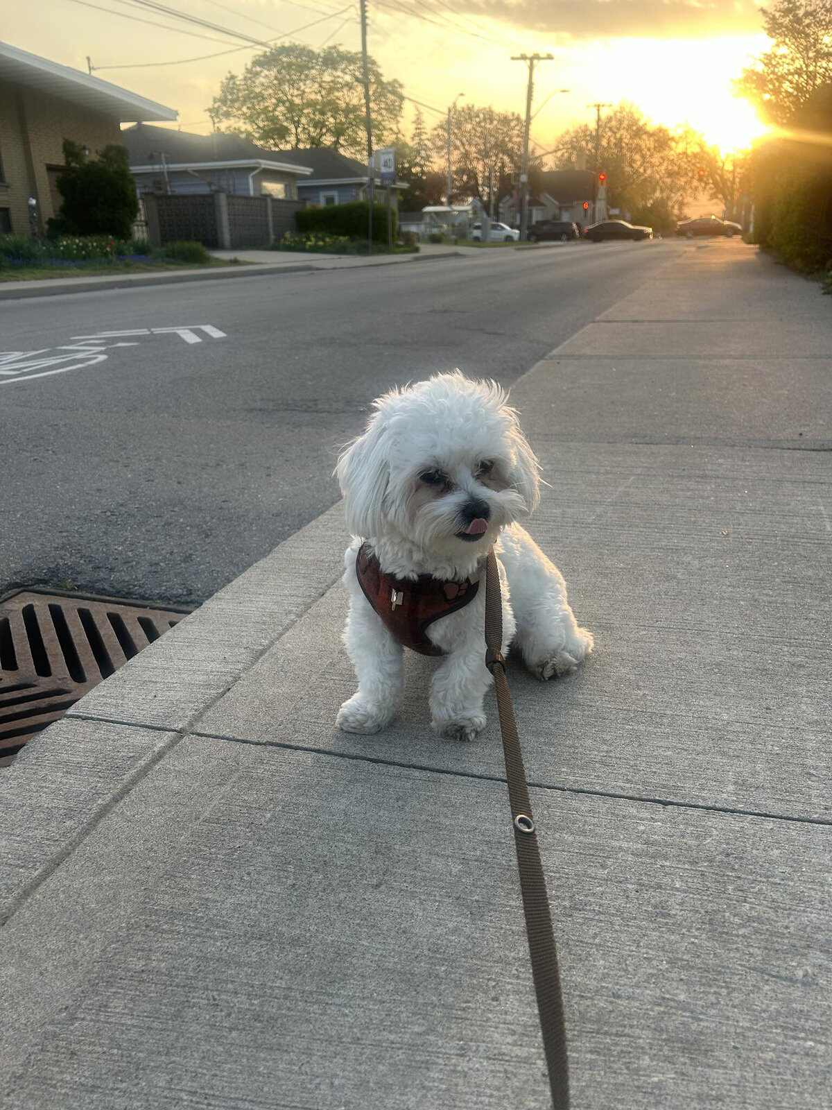 Happy dog on a leash during a dog walk in Toronto with Walk with Claire, trusted pet care in Hamilton and the GTA.
