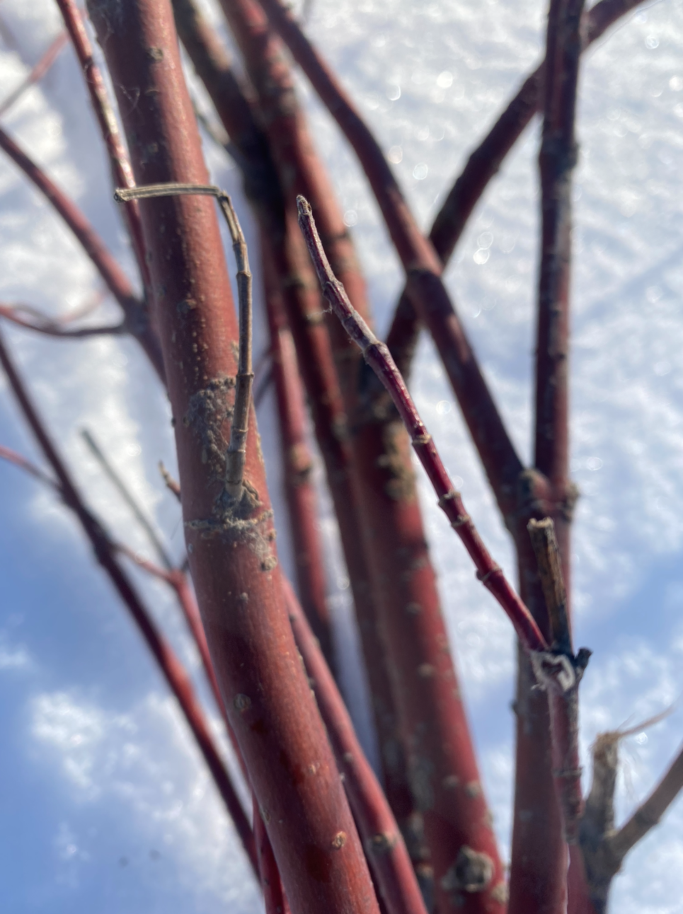 red dogwood ten lairs deep