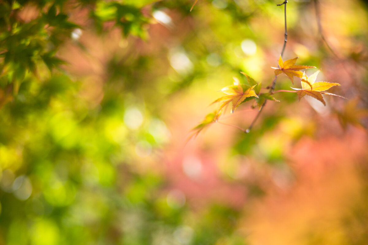fine_art_photographer _111