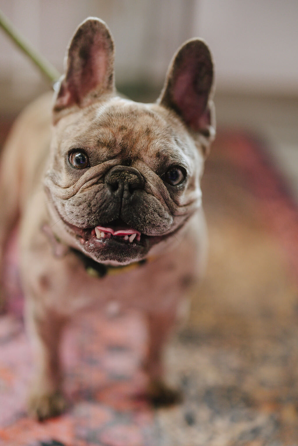 05.14hillfamilypetcare-16