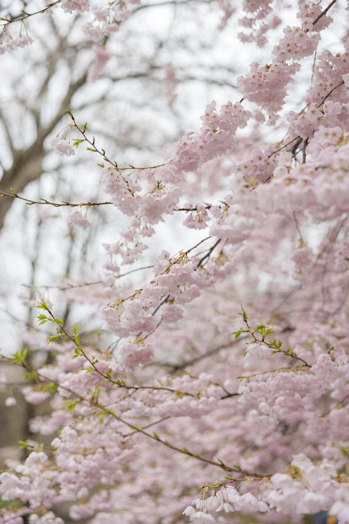 mackenziekatephoto-37