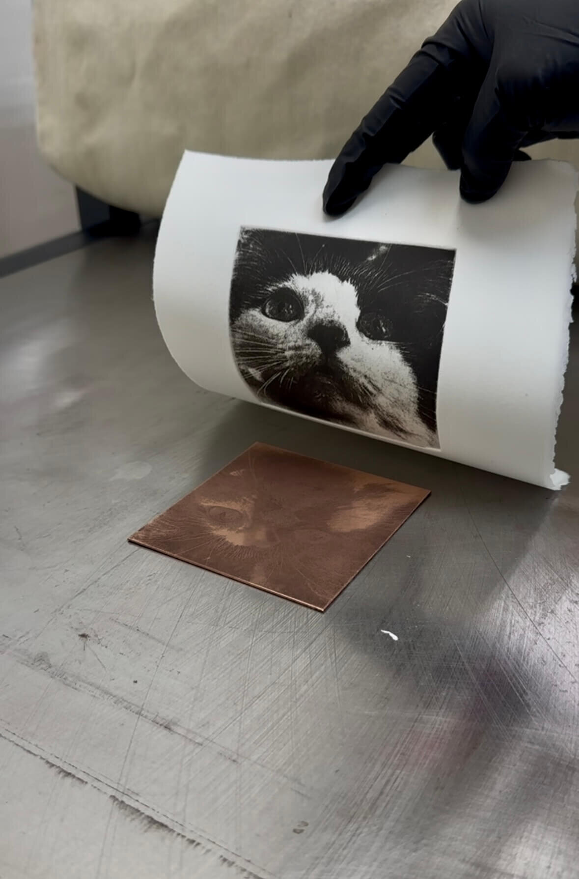 A printed image of a cat being lifted from an etched copper plate using the etching press.