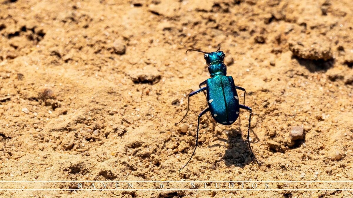 Macro photography with Jason Miller and Raven 6 Studios