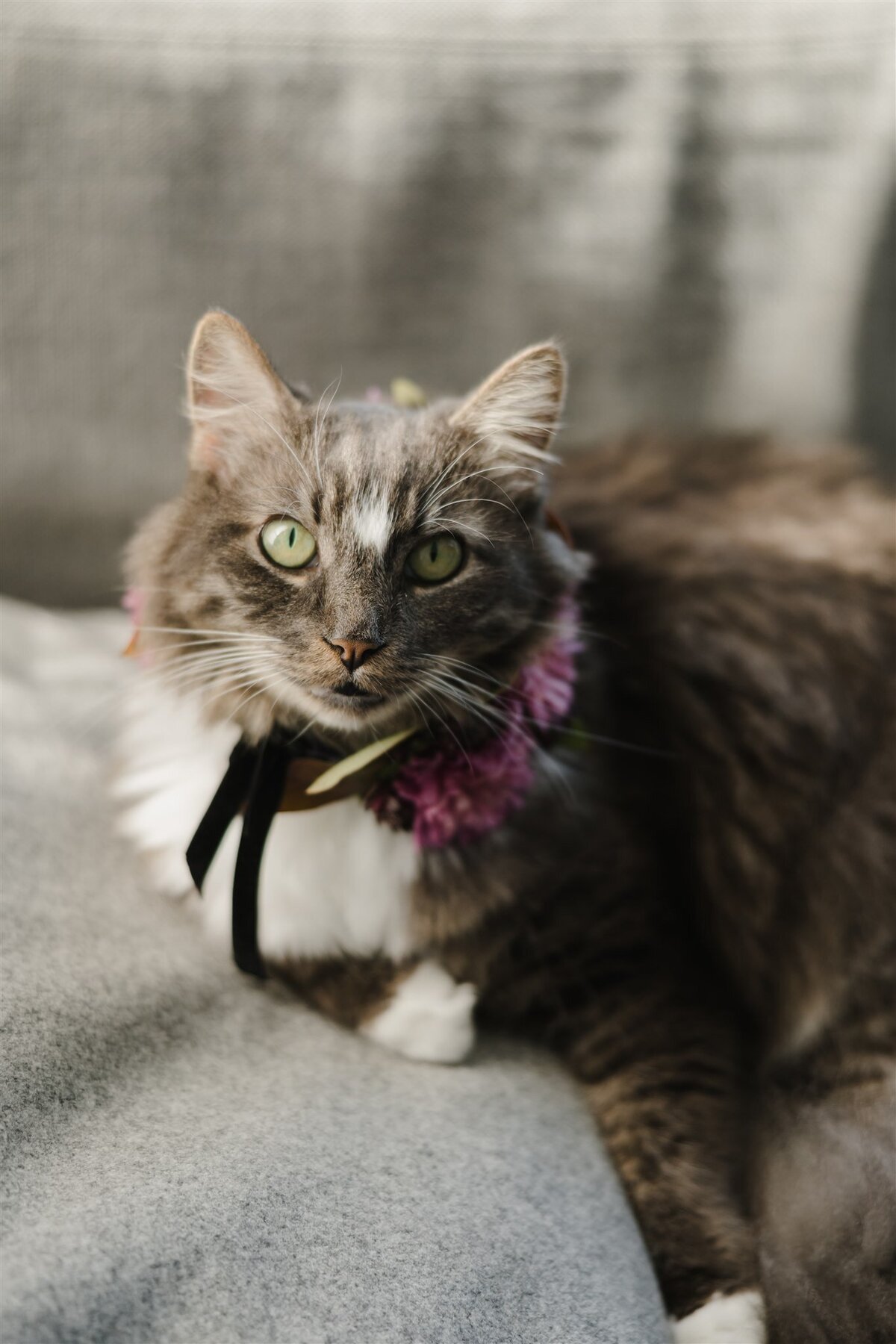 Cat in a burgundy and purple floral collar