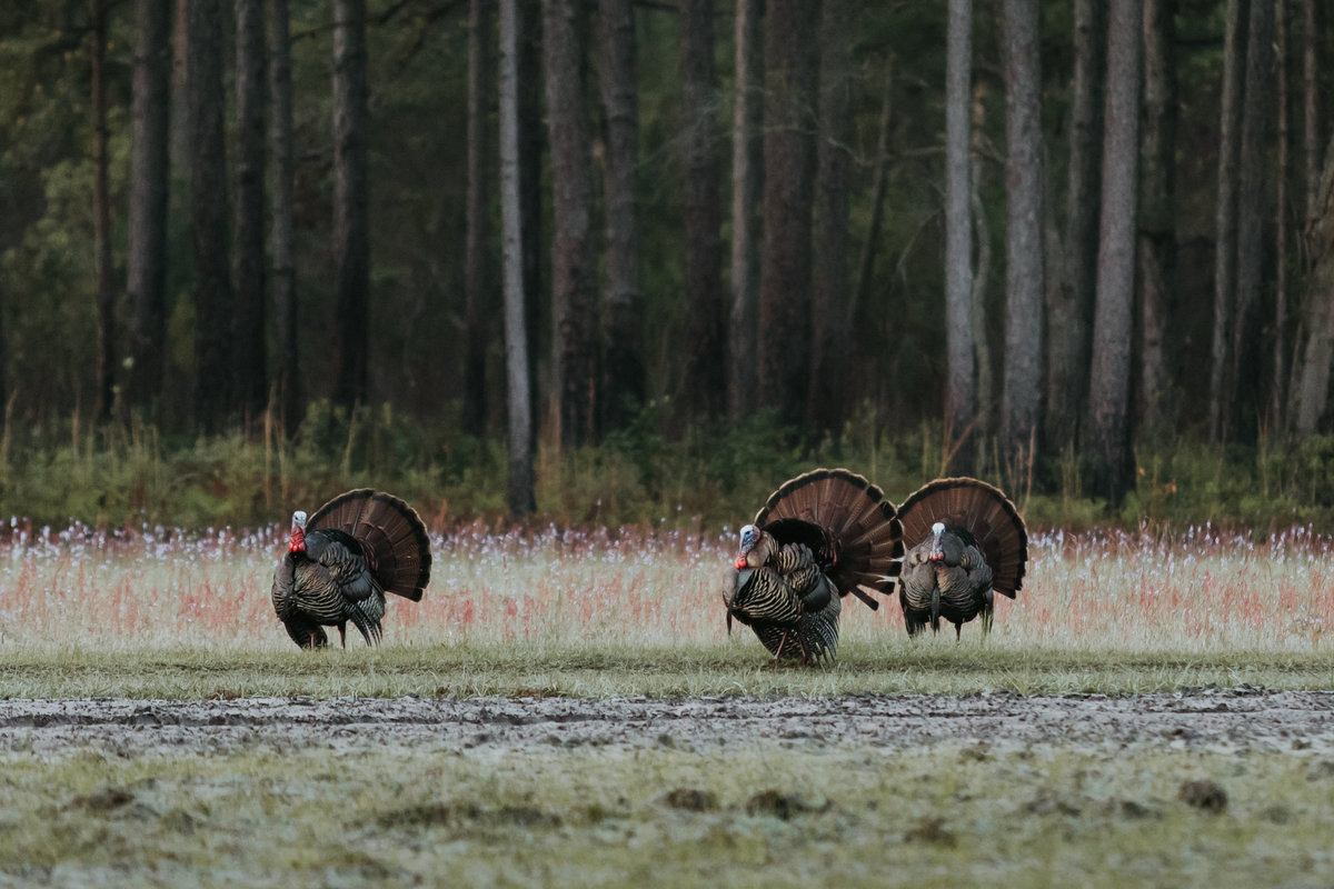 Charleston-sc-turkey-hunting-lifestyle-photography-1