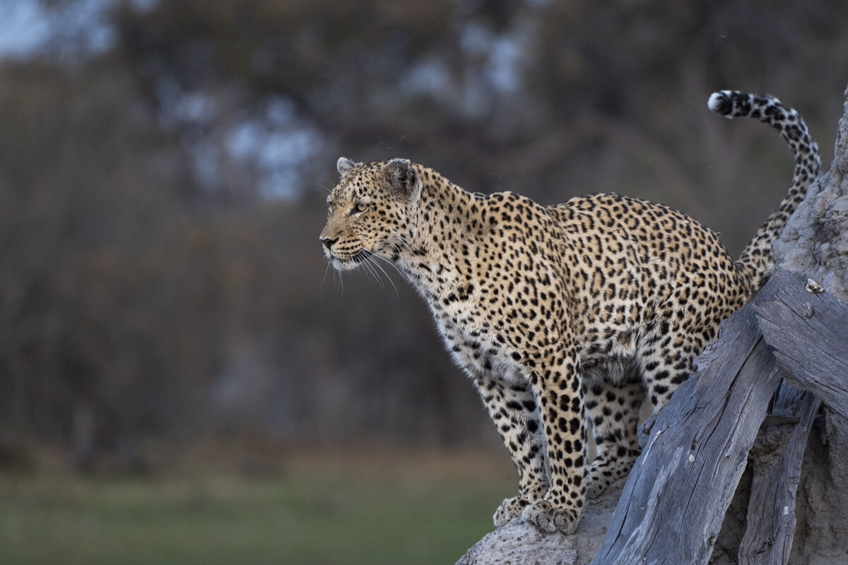 Leopard in Okavango Delta Botswana Sanctuary Retreats Safari_By Stephanie Vermillion