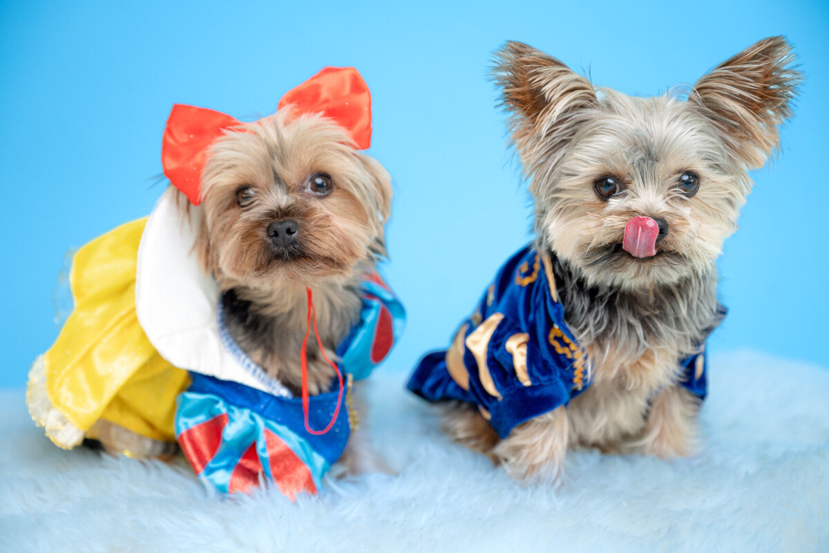 Two teacup yorkies dressed up as a prince and princess for hallowen