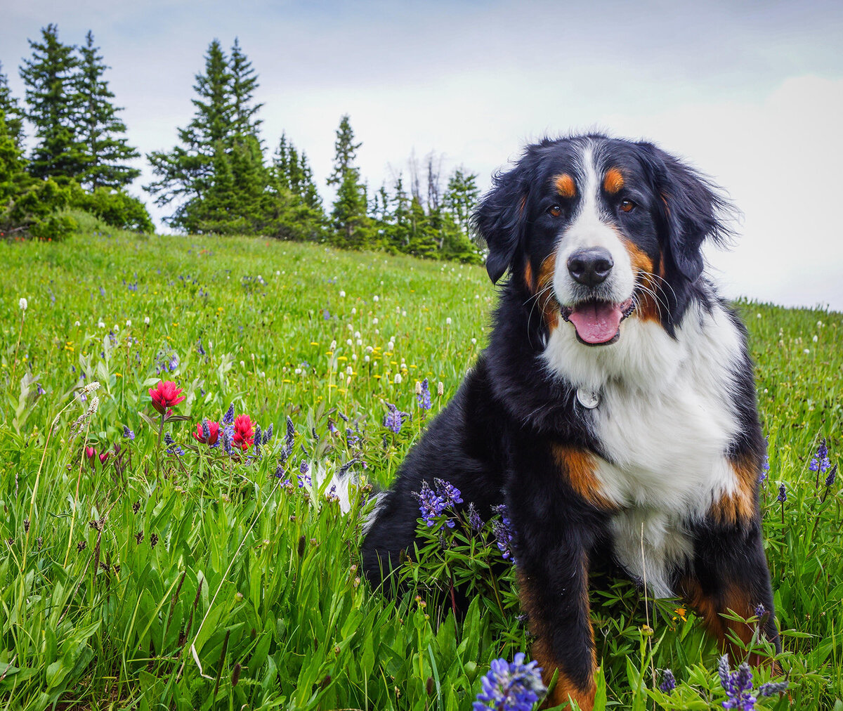 Rachael-Zimmerman-Photography-Denver-Colorado-Maui-Hawaii-LGBTQ-Adventure-Photographer-Animals-17