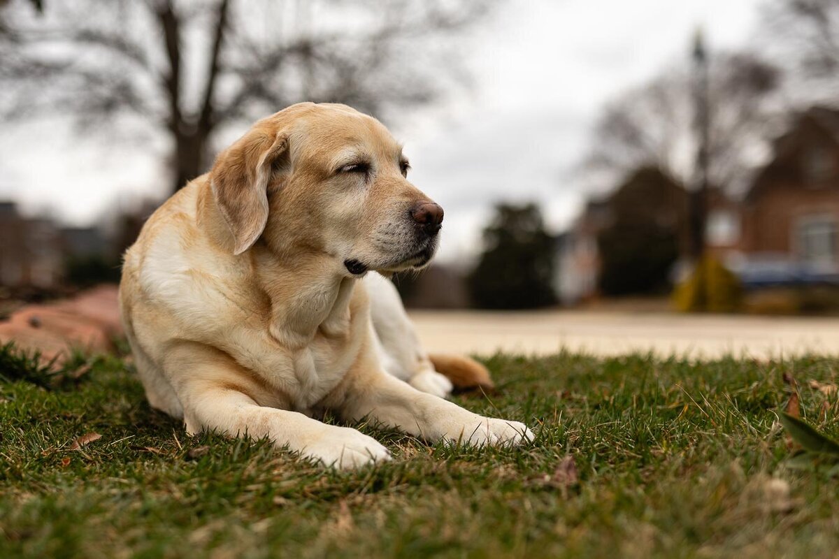 yellow-labrador-resting-eyes-closed-7639