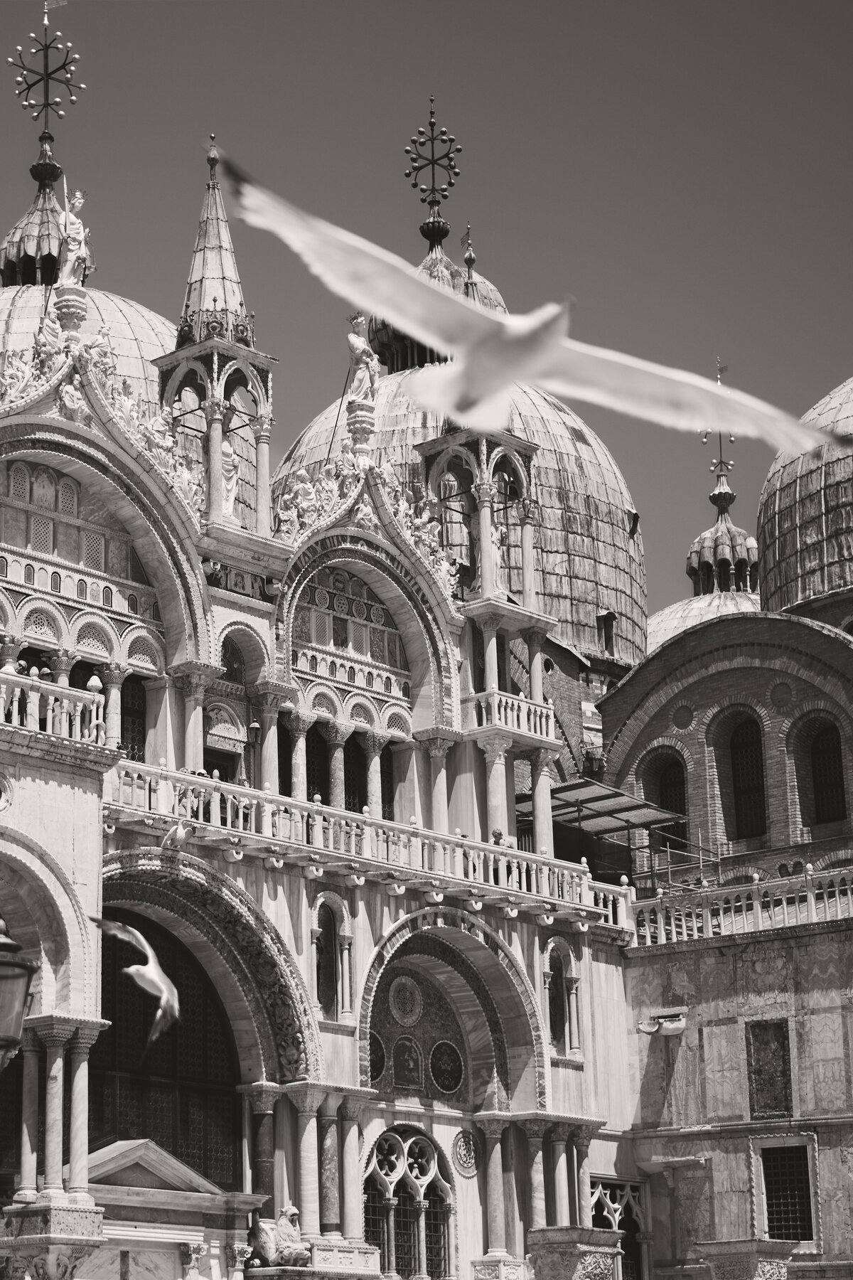 Doves flying in front of the basilica in Venice