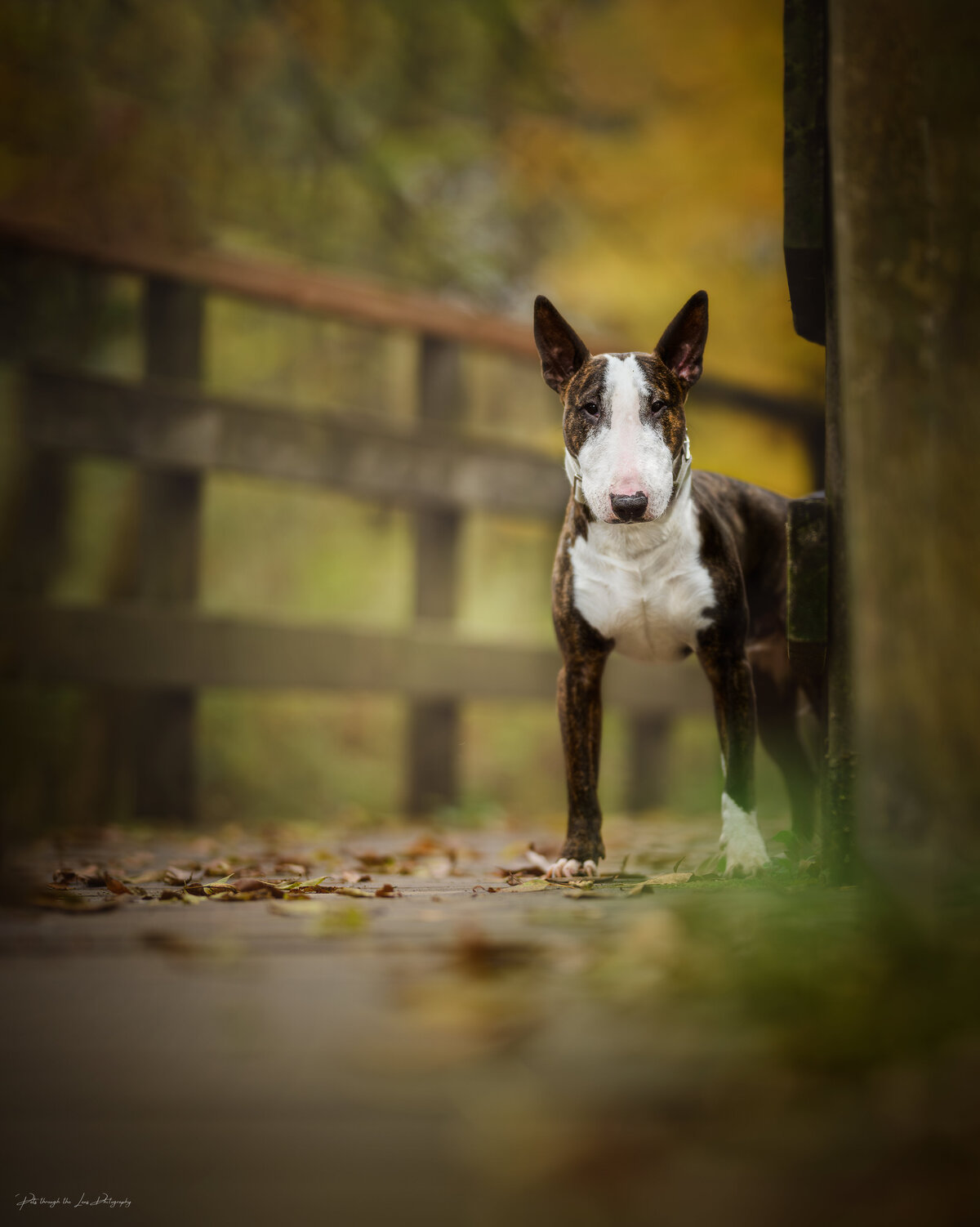 Pets-through-the-Lens-Photography-Vancouver—Golden-Hour-Forest-Dog-Photoshoot