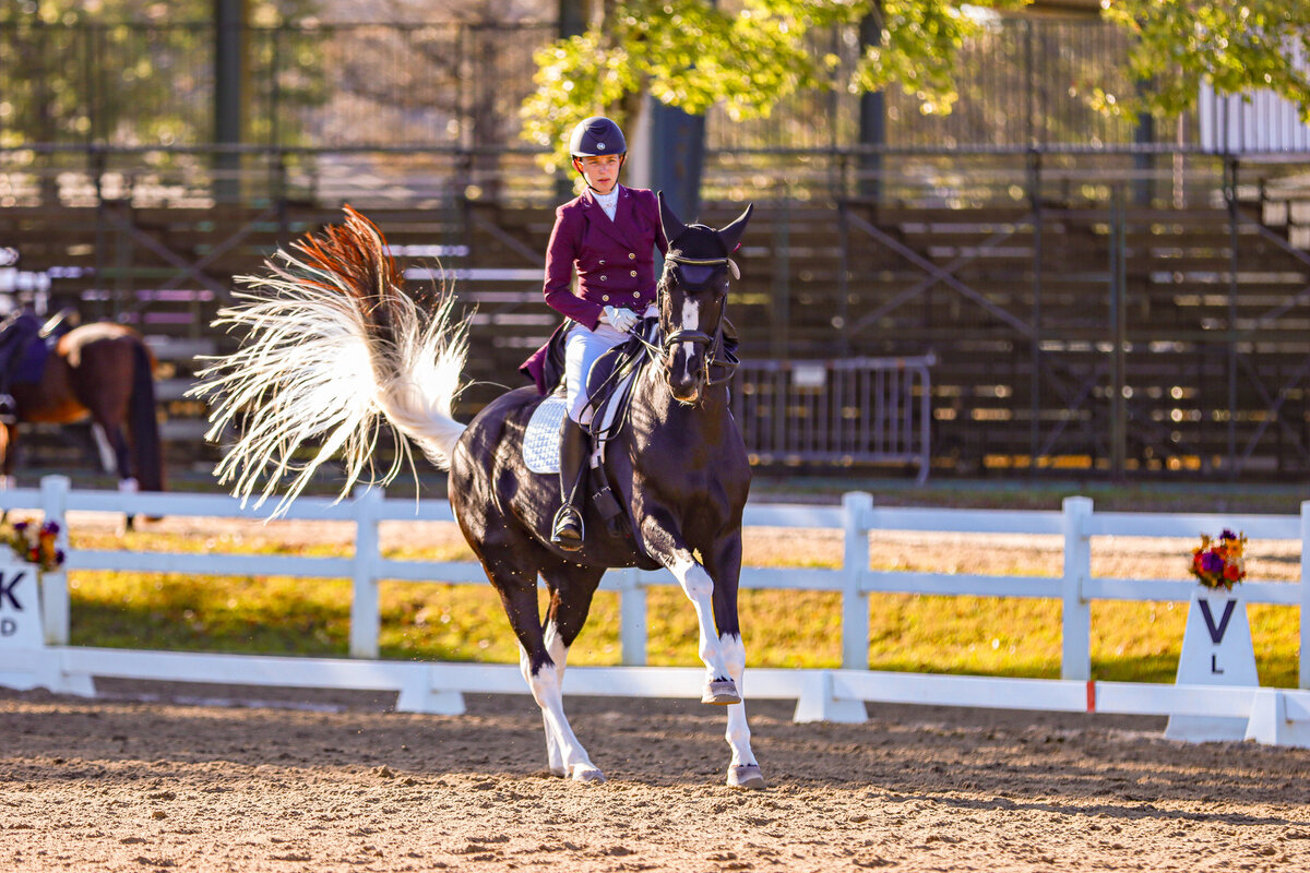 A paint horse flicking its tail while canter in a dressage test in Conyers, Georgia.