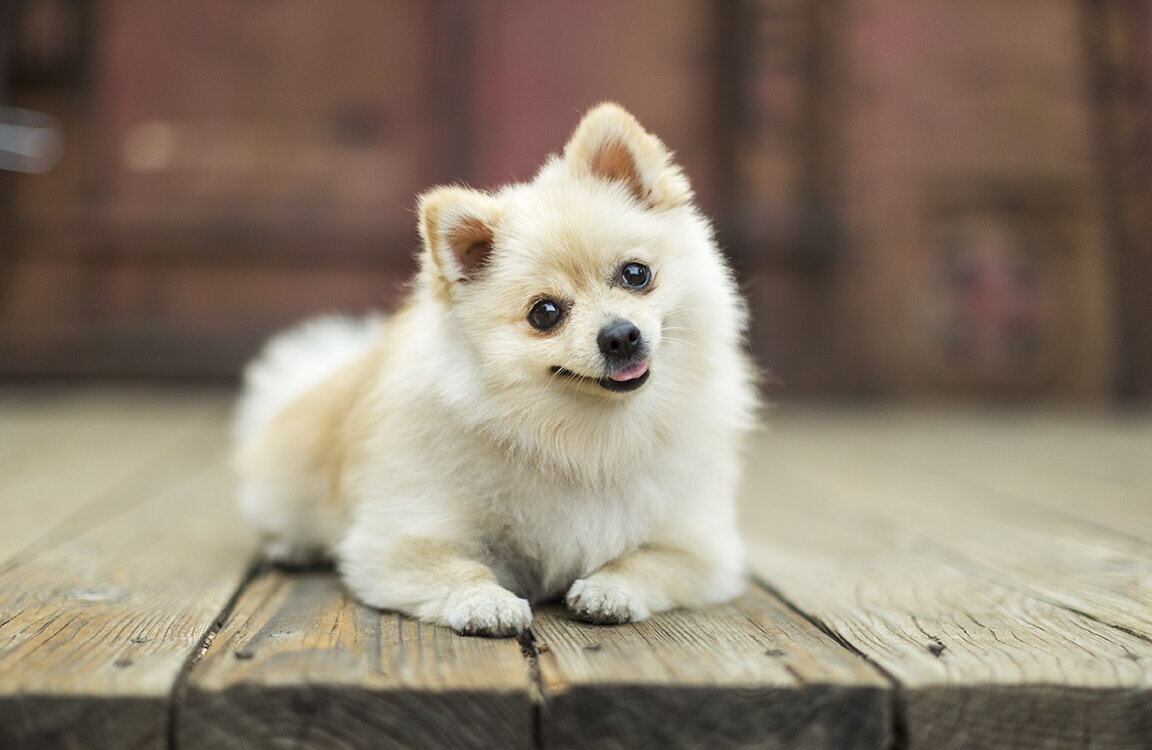 example-pet-photo-session-dog