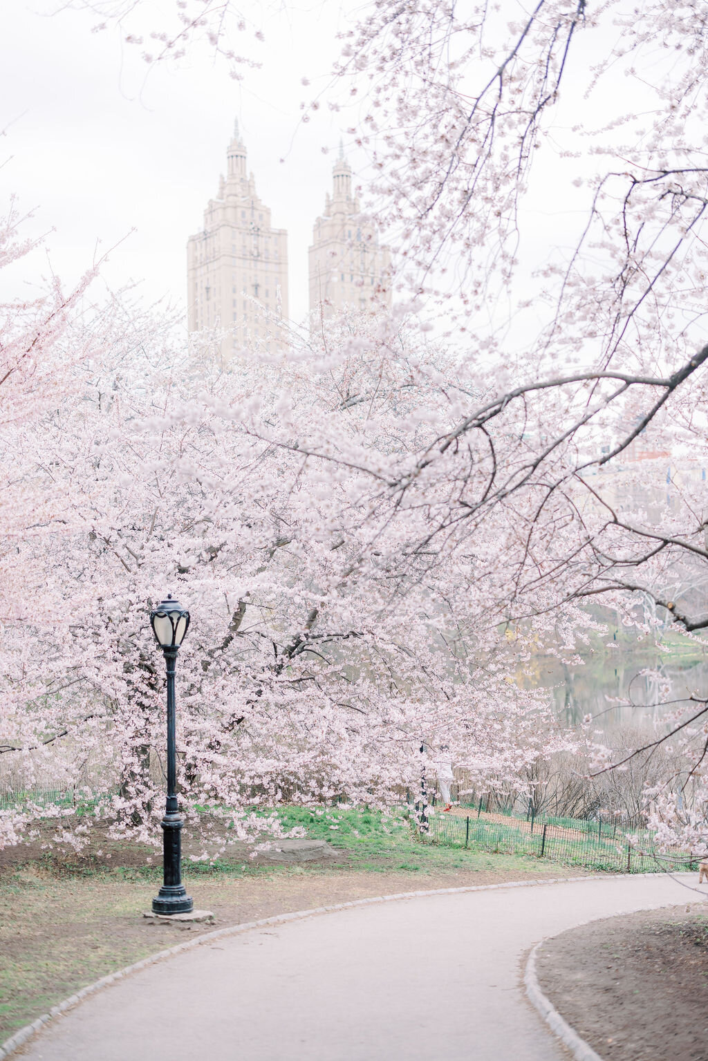 Central Park Cherry Blossom Engagement session 1213