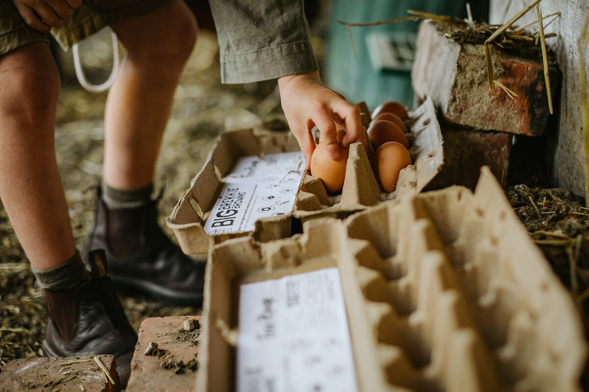 A close-up of c child collecting chicken eggs in a coop. 