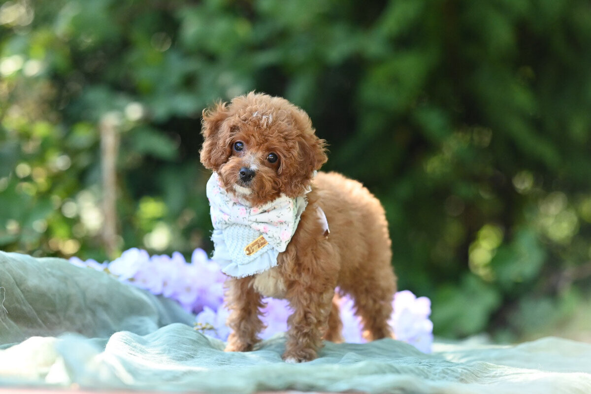 Heavenly Puppies to Love Cavapoo, Cockapoo, and Maltipoo Puppies Photo Jul 29 2025, 5 00 42 PM323