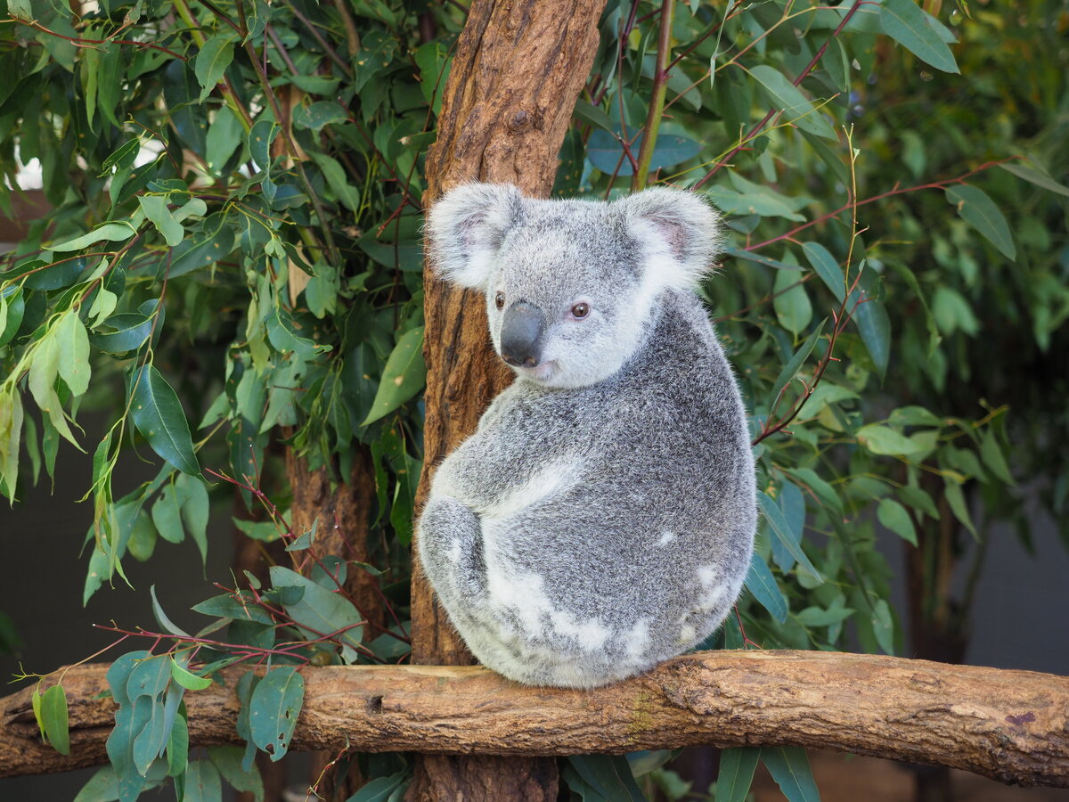 Koala Bear in Brisbane