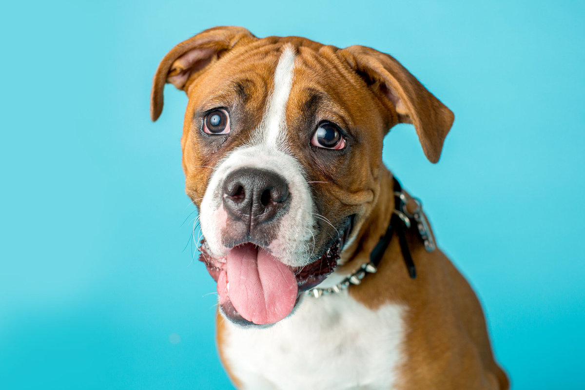 pet-photos-myrtle-beach-1500_003