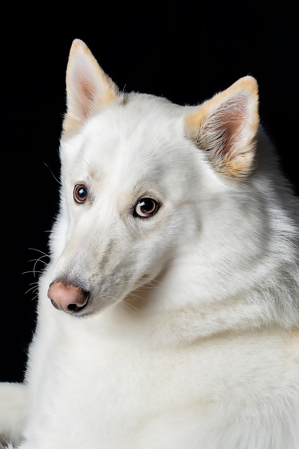 New Orleans Pet Photographer 57