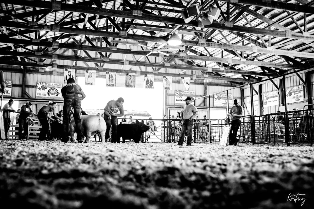 showmen driving hogs at judge