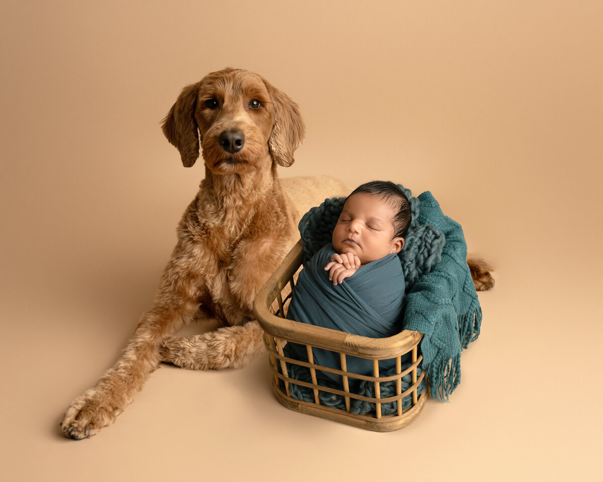 Swaddled newborn posed in basket next to golden doodle against soft tan backdrop | Austin baby and pet photographer serving Buda and Westlake